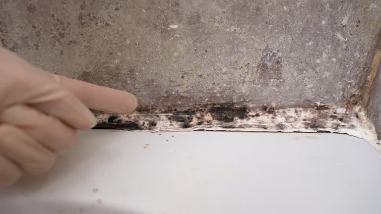 Mold Remediation for Vacation Homes in Clyde, NC